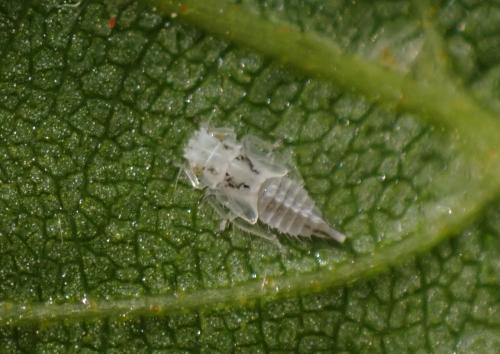 Eurhadina sp.